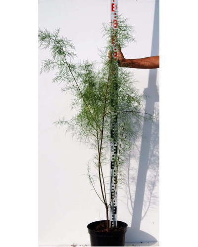 Тамарикс дрібноквітковий | Tamarix parviflora | Тамарикс мелкоцветный