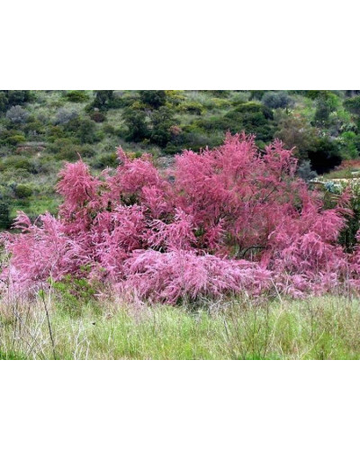 Тамарикс дрібноквітковий | Tamarix parviflora | Тамарикс мелкоцветный