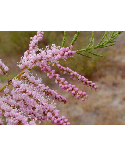 Тамарикс дрібноквітковий | Tamarix parviflora | Тамарикс мелкоцветный