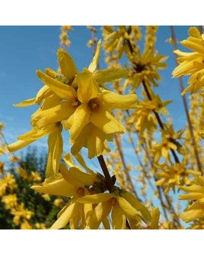 Форзиція проміжна Марі Д’Ор ® | Форзиция промежуточная Мари Д’Ор ® | Forsythia intermedia Maree d`Or ®