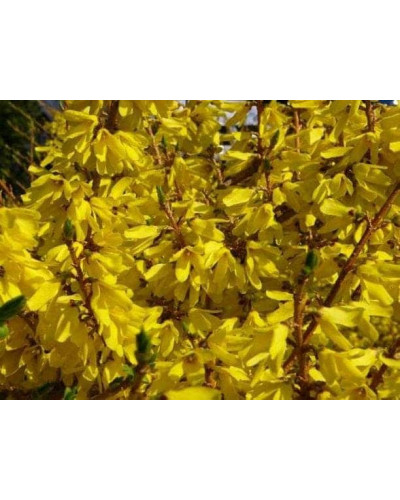 Форзиція середня / проміжна Голден Таймс | Forsythia intermedia Golden Times | Форзиция средняя / промежуточная Голден Таймс