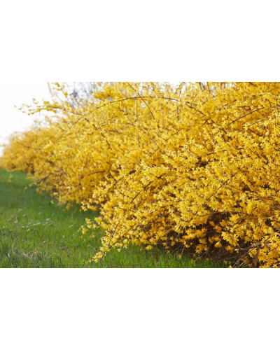 Форзиція середня / проміжна Голден Таймс | Forsythia intermedia Golden Times | Форзиция средняя / промежуточная Голден Таймс