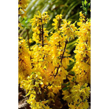 Форзиція середня / проміжна Мініголд | Forsythia intermedia Minigold | Форзиция средняя / промежуточная Миниголд