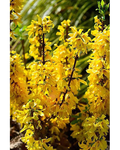 Форзиція середня / проміжна Мініголд | Forsythia intermedia Minigold | Форзиция средняя / промежуточная Миниголд