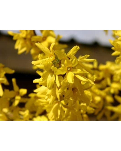Форзиція середня / проміжна Мініголд | Forsythia intermedia Minigold | Форзиция средняя / промежуточная Миниголд