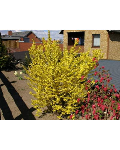 Форзиція середня / проміжна Мініголд | Forsythia intermedia Minigold | Форзиция средняя / промежуточная Миниголд