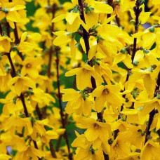 Форзиція середня / проміжна Мініголд | Forsythia intermedia Minigold | Форзиция средняя / промежуточная Миниголд