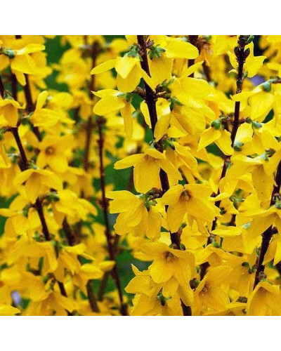 Форзиція середня / проміжна Мініголд | Forsythia intermedia Minigold | Форзиция средняя / промежуточная Миниголд