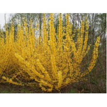 Форзиція середня / проміжна Мініголд | Forsythia intermedia Minigold | Форзиция средняя / промежуточная Миниголд