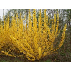 Форзиція середня / проміжна Мініголд | Forsythia intermedia Minigold | Форзиция средняя / промежуточная Миниголд