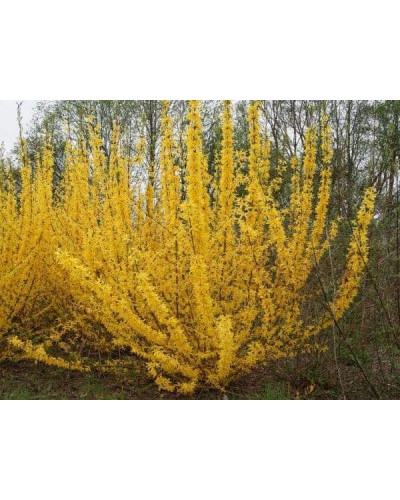 Форзиція середня / проміжна Мініголд | Forsythia intermedia Minigold | Форзиция средняя / промежуточная Миниголд