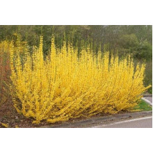 Форзиція середня / проміжна Мініголд | Forsythia intermedia Minigold | Форзиция средняя / промежуточная Миниголд