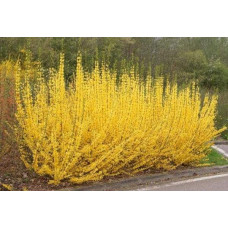 Форзиція середня / проміжна Мініголд | Forsythia intermedia Minigold | Форзиция средняя / промежуточная Миниголд
