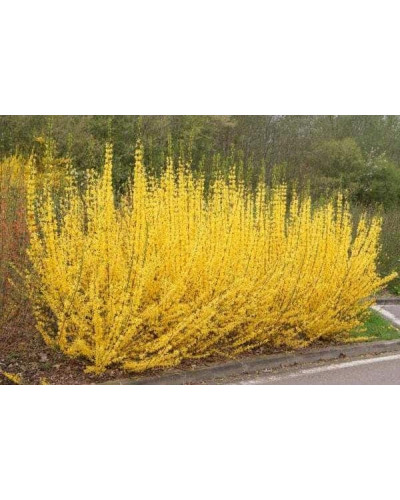 Форзиція середня / проміжна Мініголд | Forsythia intermedia Minigold | Форзиция средняя / промежуточная Миниголд