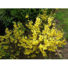 Форзиція середня / проміжна Мініголд | Forsythia intermedia Minigold | Форзиция средняя / промежуточная Миниголд