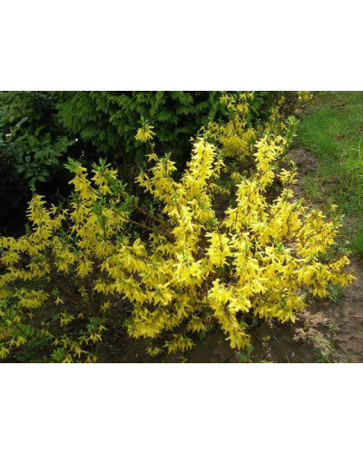 Форзиція середня / проміжна Мініголд | Forsythia intermedia Minigold | Форзиция средняя / промежуточная Миниголд