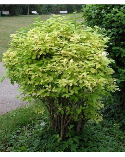 Чубушник вінечний / жасмін садовий Ауреус | Philadelphus coronarius Aureus | Чубушник венечный / жасмин садовый Ауреус