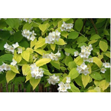 Чубушник вінечний / жасмін садовий Ауреус | Philadelphus coronarius Aureus | Чубушник венечный / жасмин садовый Ауреус