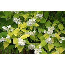 Чубушник вінечний / жасмін садовий Ауреус | Philadelphus coronarius Aureus | Чубушник венечный / жасмин садовый Ауреус