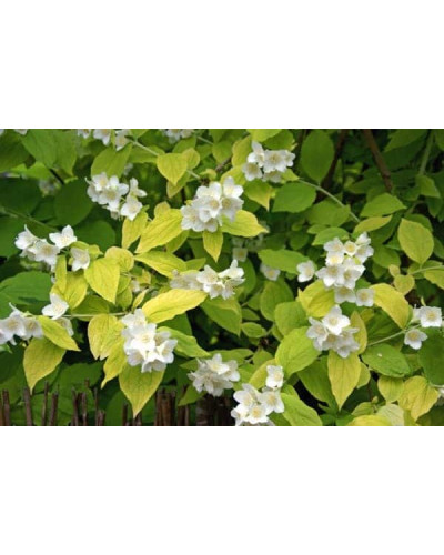 Чубушник вінечний / жасмін садовий Ауреус | Philadelphus coronarius Aureus | Чубушник венечный / жасмин садовый Ауреус