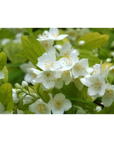 Чубушник вінечний / жасмін садовий Ауреус | Philadelphus coronarius Aureus | Чубушник венечный / жасмин садовый Ауреус