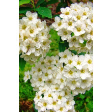 Спірея Аргута | Спирея Аргута | Spiraea arguta