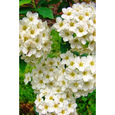 Спірея Аргута | Спирея Аргута | Spiraea arguta