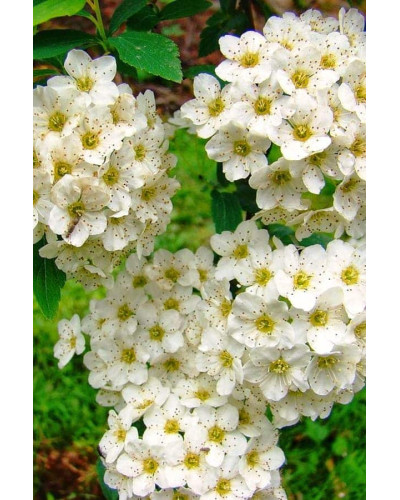 Спірея Аргута | Спирея Аргута | Spiraea arguta