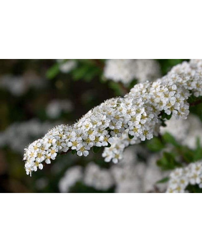 Спірея Аргута | Спирея Аргута | Spiraea arguta