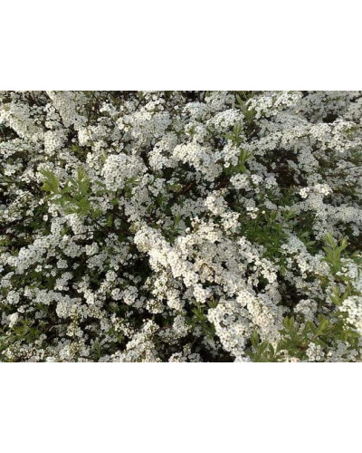 Спірея Аргута | Спирея Аргута | Spiraea arguta