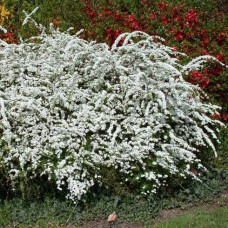 Спірея Аргута | Спирея Аргута | Spiraea arguta