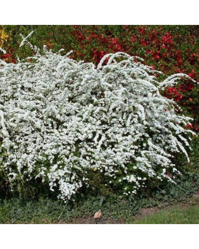Спірея Аргута | Спирея Аргута | Spiraea arguta