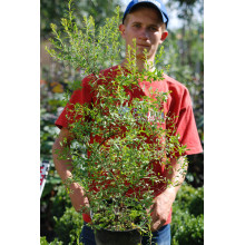 Спірея Аргута | Спирея Аргута | Spiraea arguta