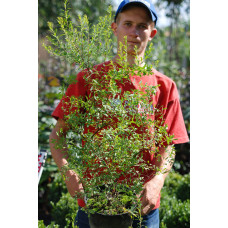 Спірея Аргута | Спирея Аргута | Spiraea arguta
