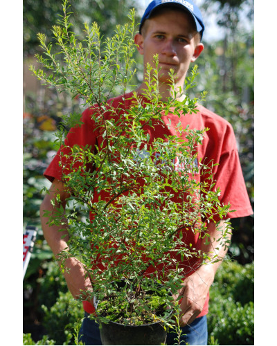 Спірея Аргута | Спирея Аргута | Spiraea arguta