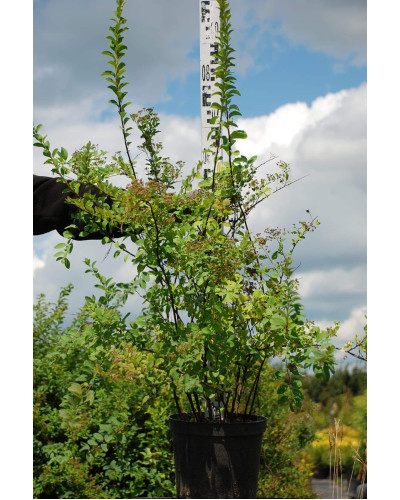 Спірея Аргута | Спирея Аргута | Spiraea arguta