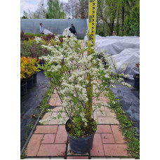 Спірея Аргута | Спирея Аргута | Spiraea arguta