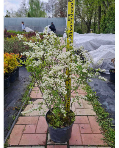 Спірея Аргута | Спирея Аргута | Spiraea arguta