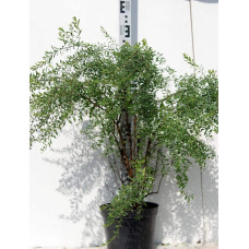 Спірея Аргута | Спирея Аргута | Spiraea arguta