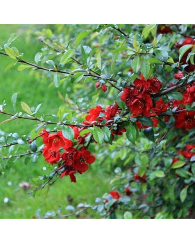 Айва середня (японська, хеномелес) Крімсон енд Голд | Айва средняя (японская, хеномелес) Кримсон энд Голд | Chaenomeles х superba Crimson and Gold
