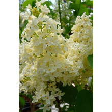 Бузок звичайний Прімроуз | Сирень обыкновенная Примроуз | Syringa vulgaris Primrose