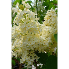Бузок звичайний Прімроуз | Сирень обыкновенная Примроуз | Syringa vulgaris Primrose