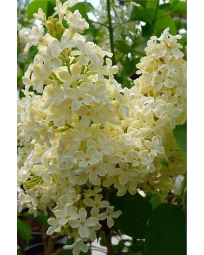 Бузок звичайний Прімроуз | Сирень обыкновенная Примроуз | Syringa vulgaris Primrose