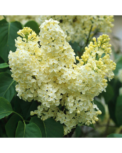 Бузок звичайний Прімроуз | Сирень обыкновенная Примроуз | Syringa vulgaris Primrose