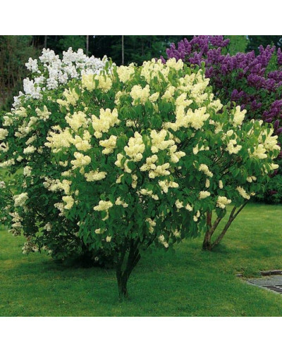 Бузок звичайний Прімроуз | Сирень обыкновенная Примроуз | Syringa vulgaris Primrose