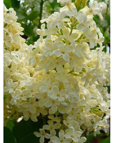 Бузок звичайний Прімроуз | Сирень обыкновенная Примроуз | Syringa vulgaris Primrose