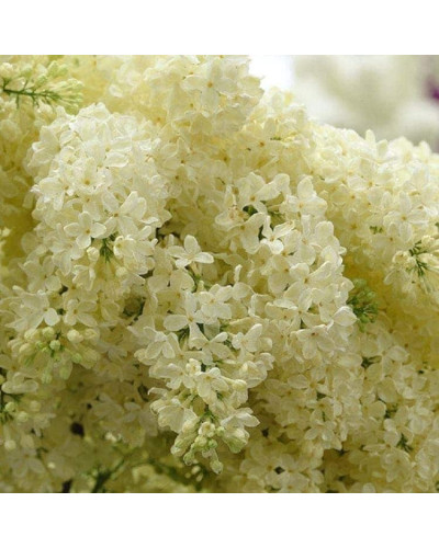 Бузок звичайний Прімроуз | Сирень обыкновенная Примроуз | Syringa vulgaris Primrose