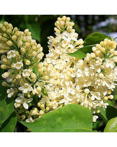 Бузок звичайний Прімроуз | Сирень обыкновенная Примроуз | Syringa vulgaris Primrose