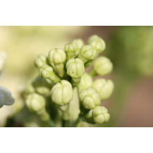 Бузок звичайний Прімроуз | Сирень обыкновенная Примроуз | Syringa vulgaris Primrose