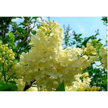 Бузок звичайний Прімроуз | Сирень обыкновенная Примроуз | Syringa vulgaris Primrose